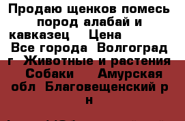 Продаю щенков помесь пород алабай и кавказец. › Цена ­ 1 500 - Все города, Волгоград г. Животные и растения » Собаки   . Амурская обл.,Благовещенский р-н